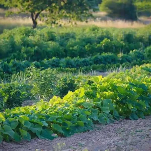 garten foto christian woeber