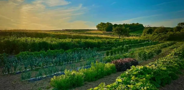 gemuesegarten foto christian woeber